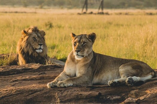 2 Days Tanzania safaris