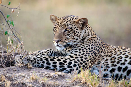 7 Days Wildlife safaris & beach holidays