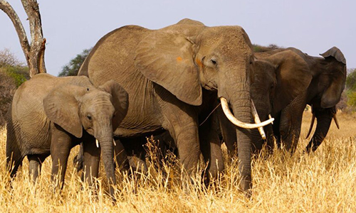 5 Days Tanzania Wildlife safaris