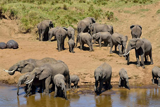 5 Days Tanzania Wildlife safaris