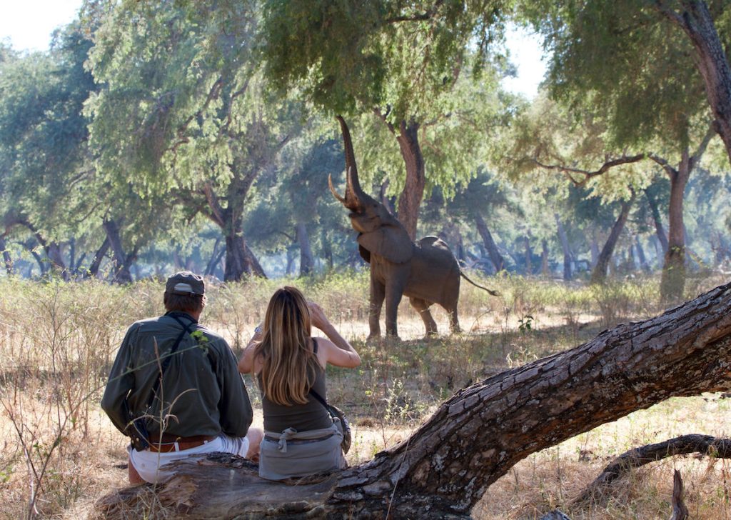 tourist-with-ranger-looking-an-African-elephant-1200x853